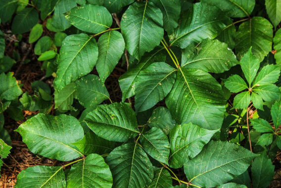 Tricks for Dealing with Poison Oak and Poison Ivy